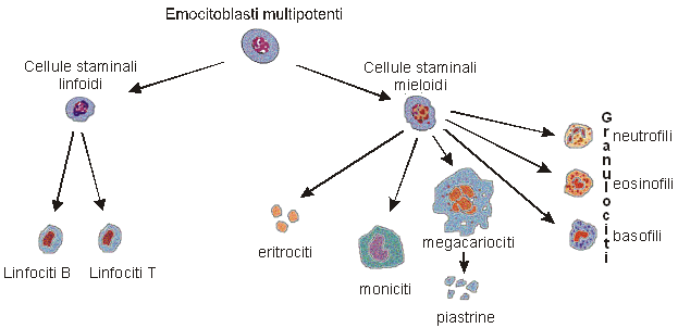 Emocitoblasti multipotenti