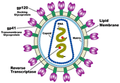 L'AIDS