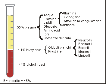 I componenti del sangue 