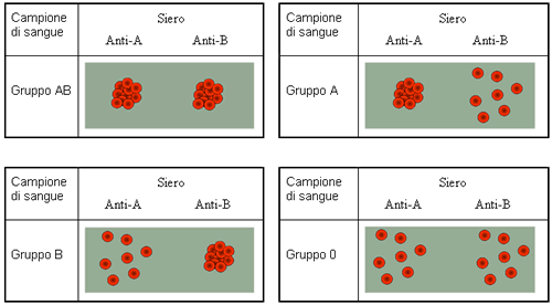 Come si determina il gruppo sanguigno? 