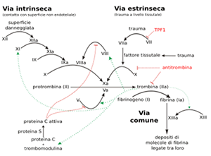 Fase plasmatica o della coagulazione 