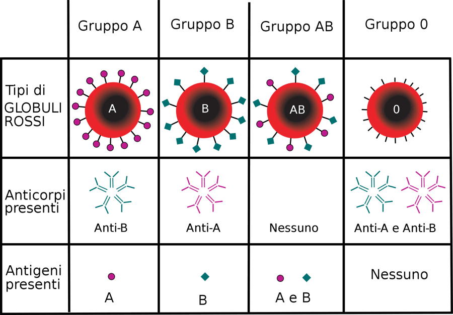 gruppi sanguigni ab0 it small